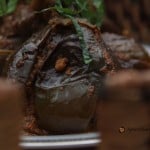 bharli Vangi - Roasted stuffed Eggplants